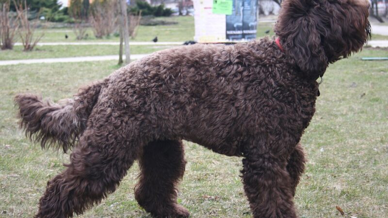Barbet