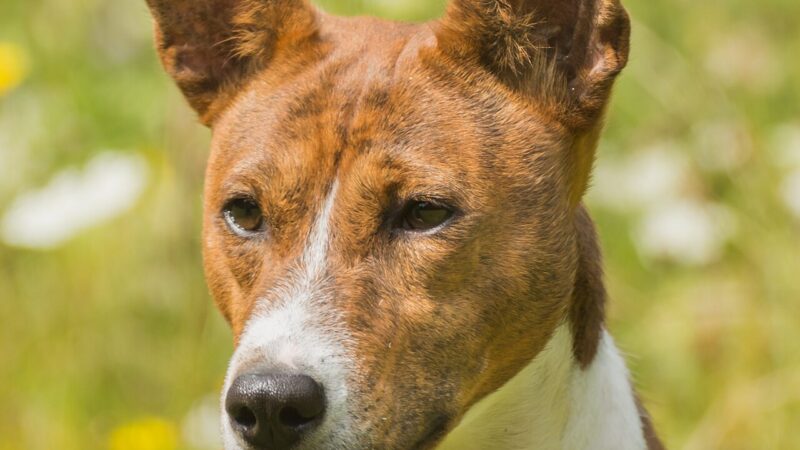 Basenji