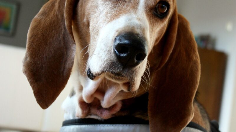 Basset artésien normand
