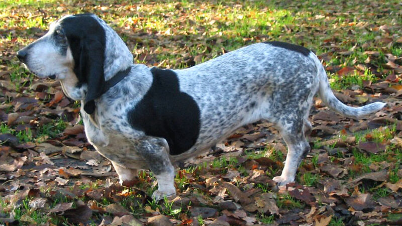 Basset bleu de Gascogne