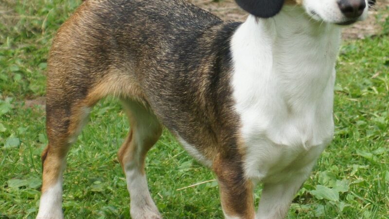 Basset de Westphalie