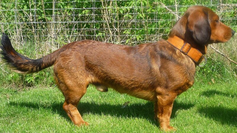 Basset des Alpes