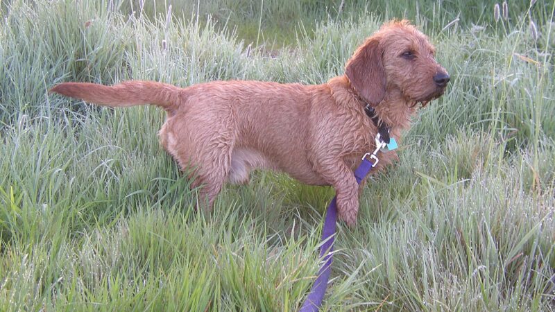 Basset fauve de Bretagne