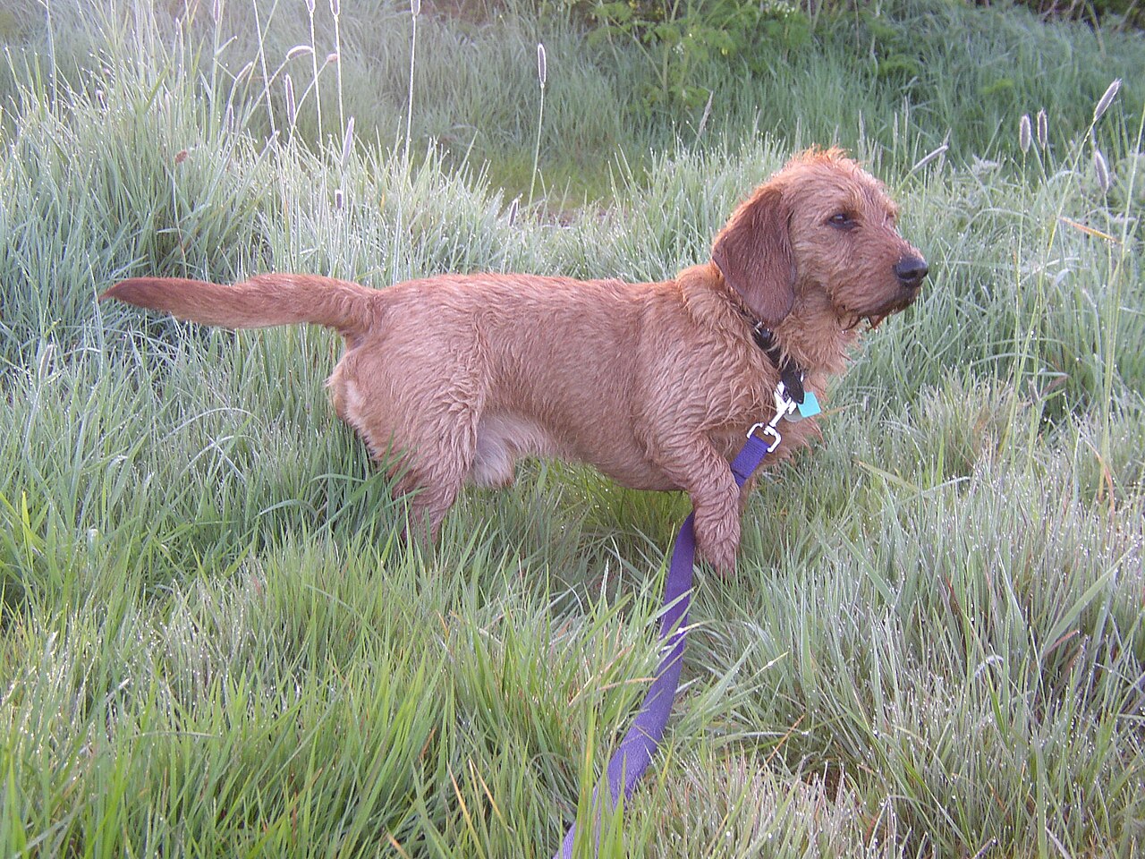 Basset fauve de Bretagne