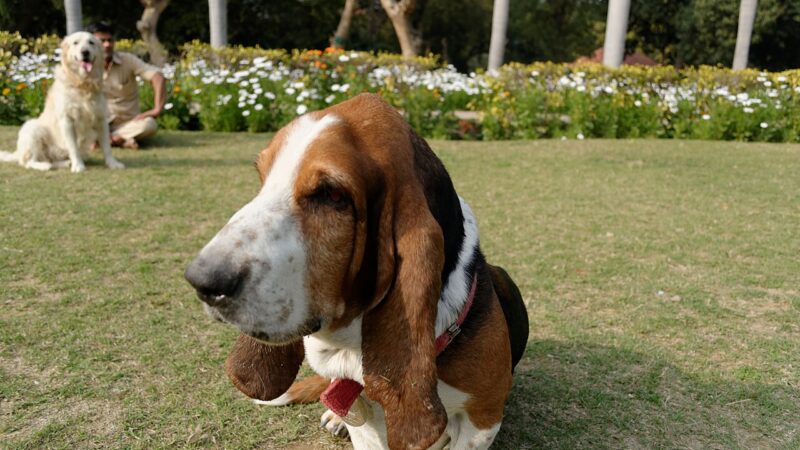 Basset hound