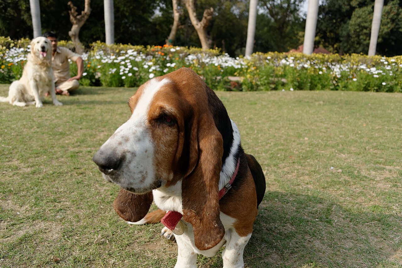 Basset hound