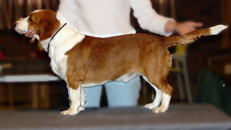 Basset suédois (drever)