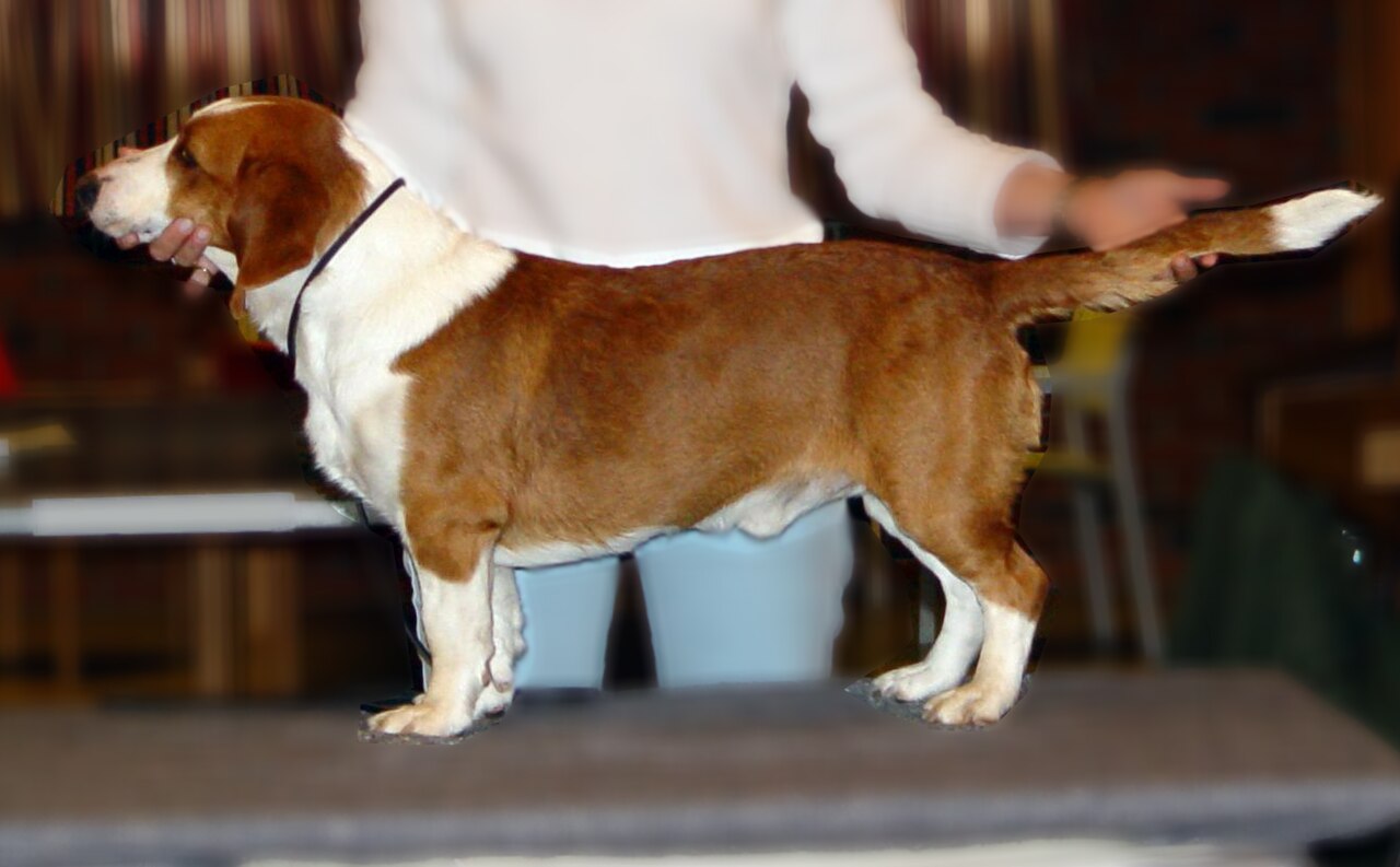 Basset suédois (drever)