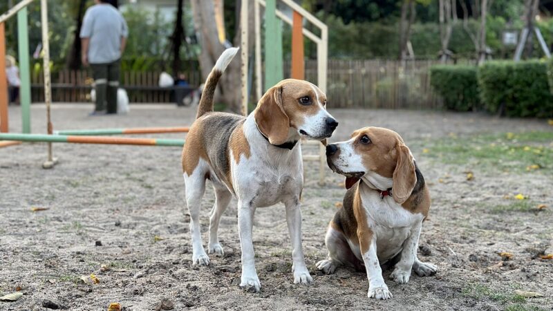 Beagle