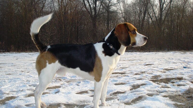 Beagle-harrier