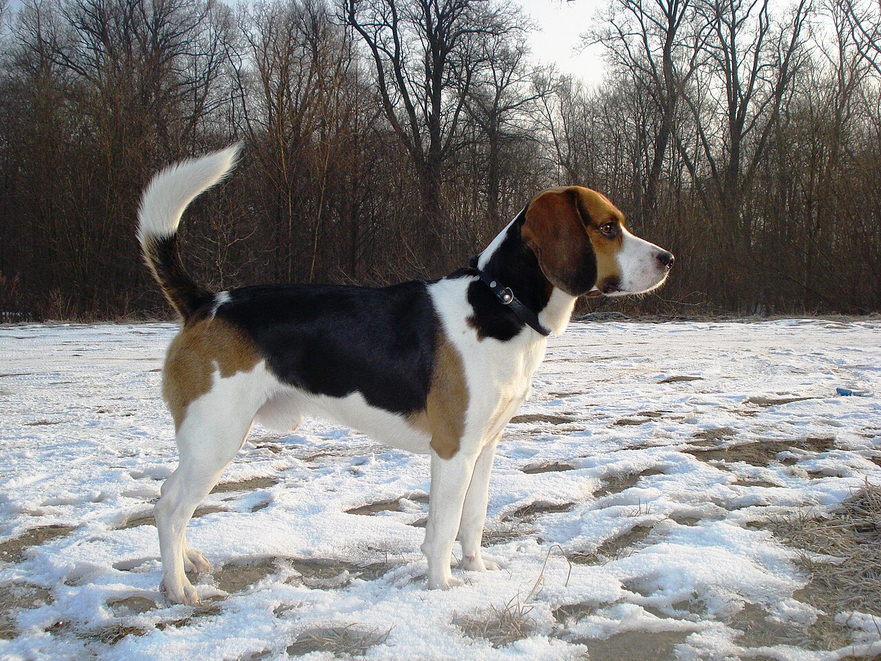 Beagle-harrier