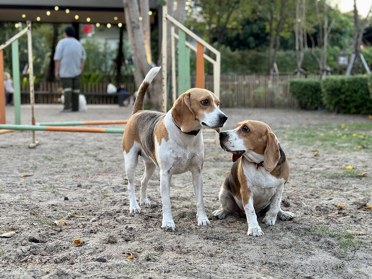 Beagle