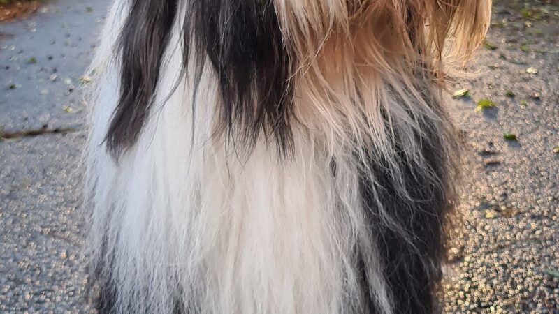 Bearded collie (colley barbu)