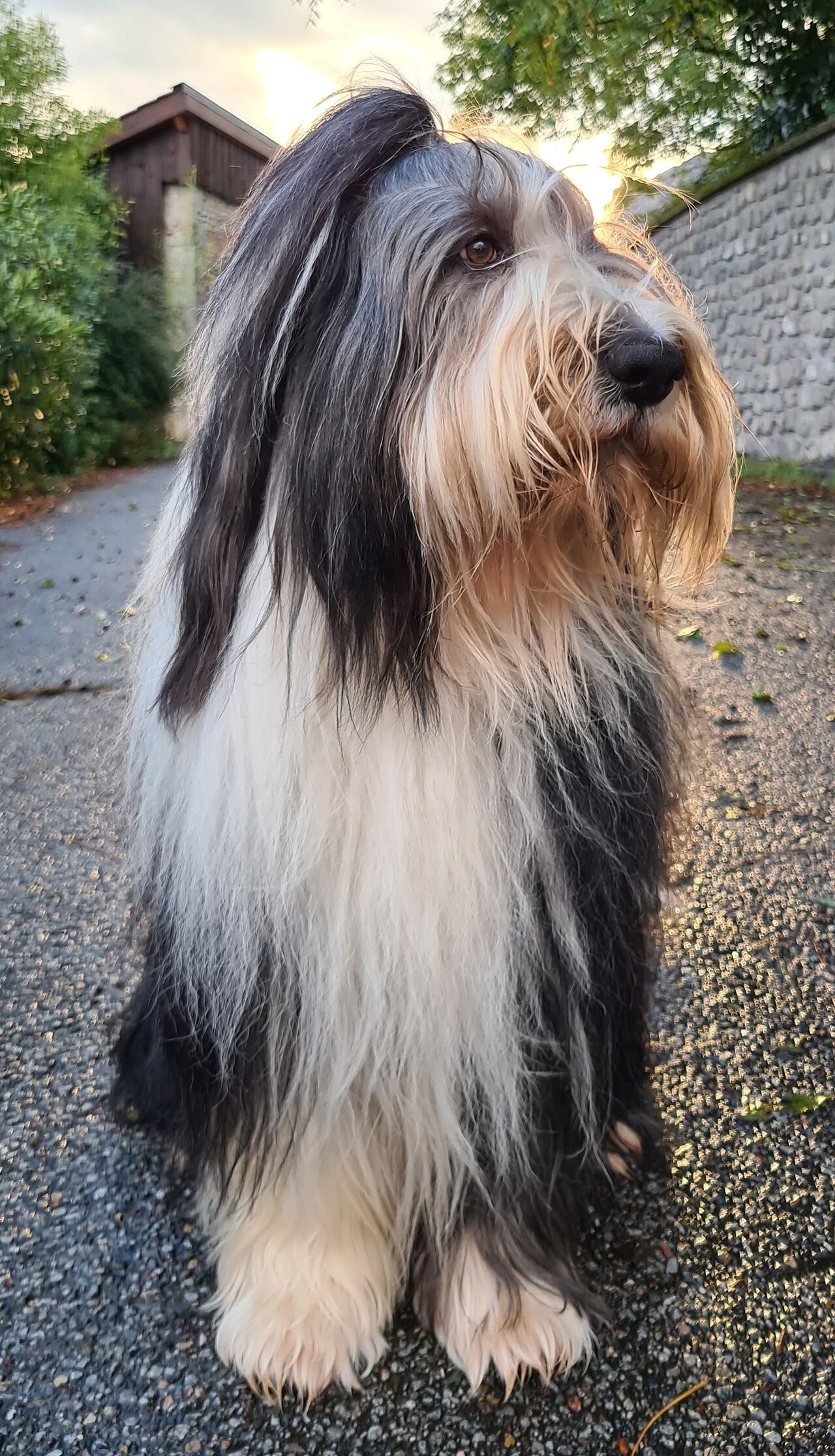 Bearded collie (colley barbu)
