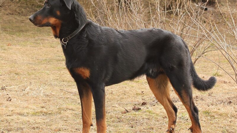 Beauceron (berger de Beauce)