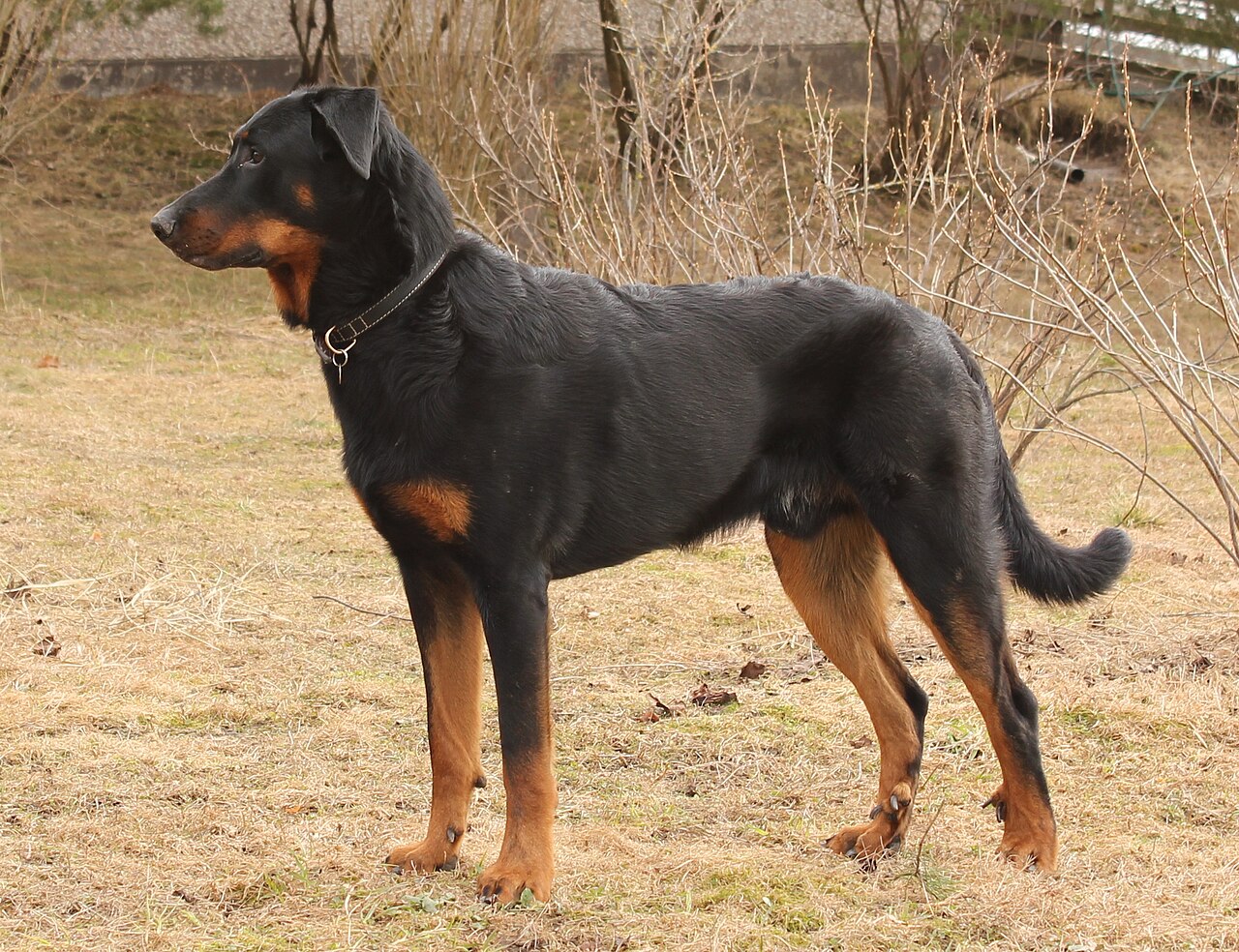 Beauceron (berger de Beauce)