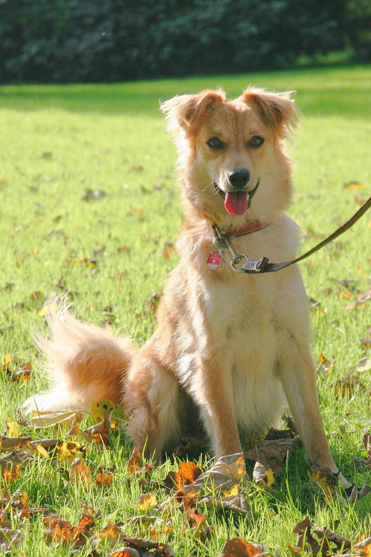 Berger basque