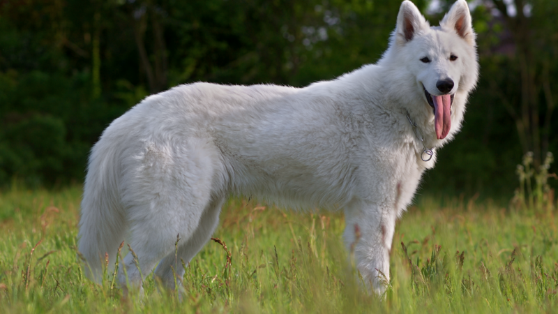 Berger blanc suisse debout dans l'herbe, la langue sortie