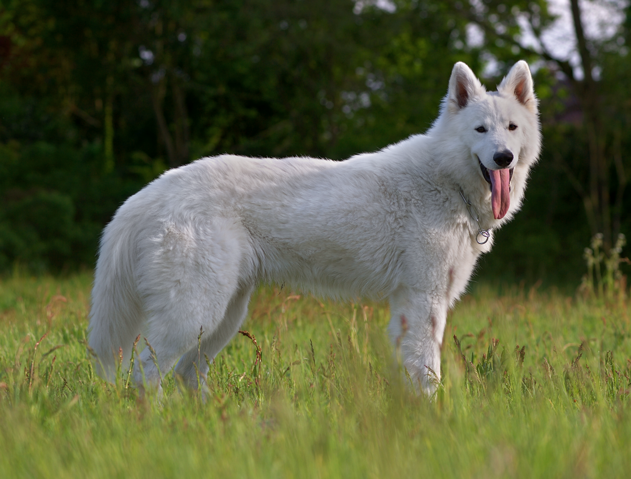 Berger blanc suisse