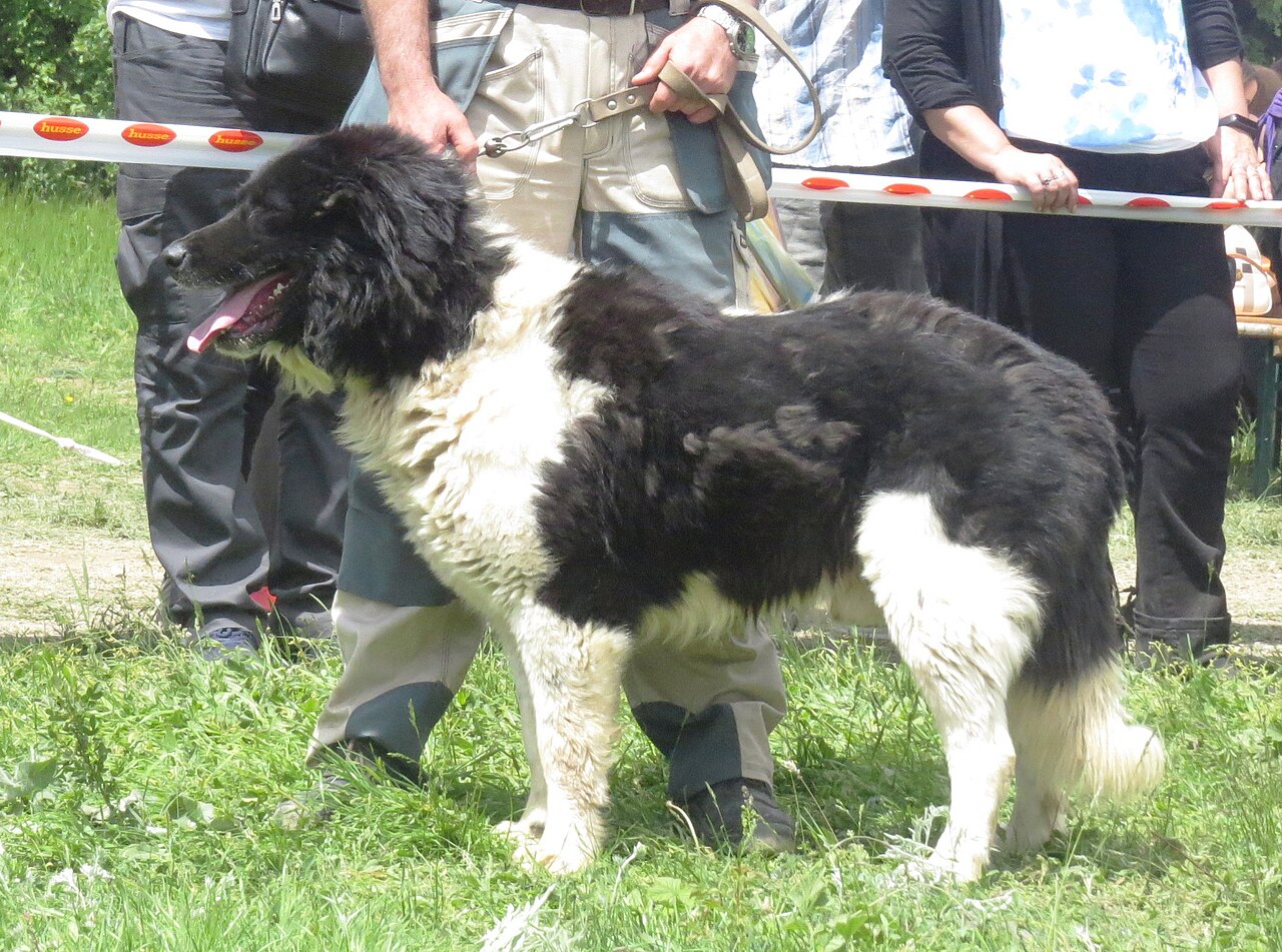 Berger bulgare (karakatchan)
