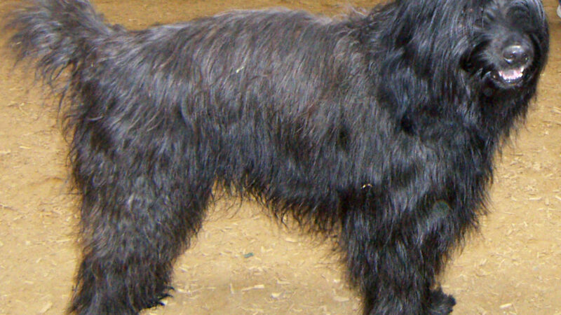 Berger catalan