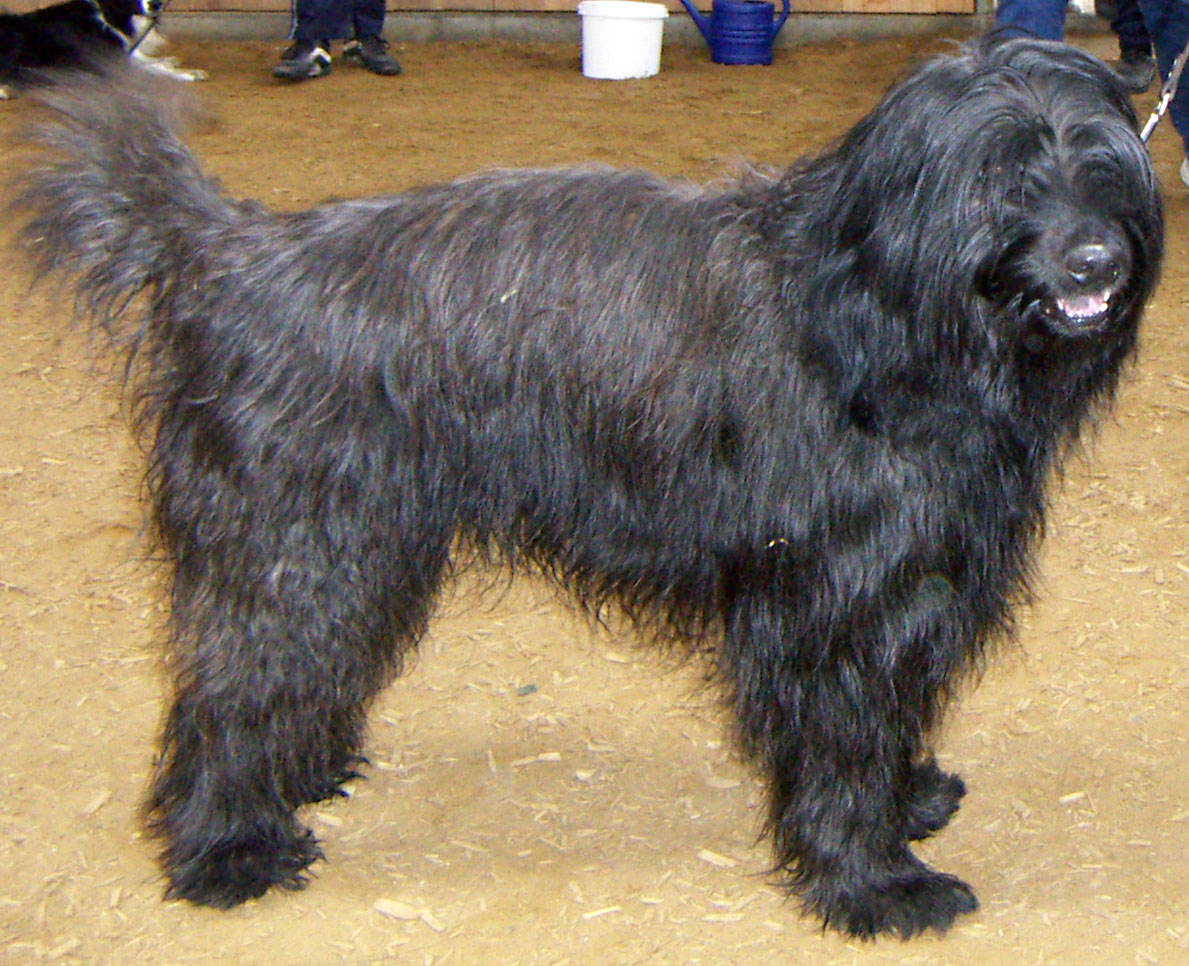 Berger catalan