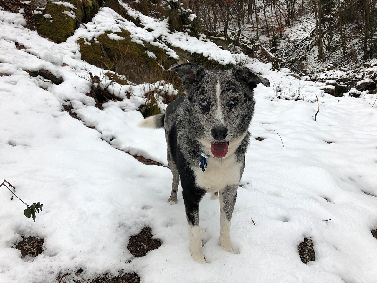 Berger d’Auvergne