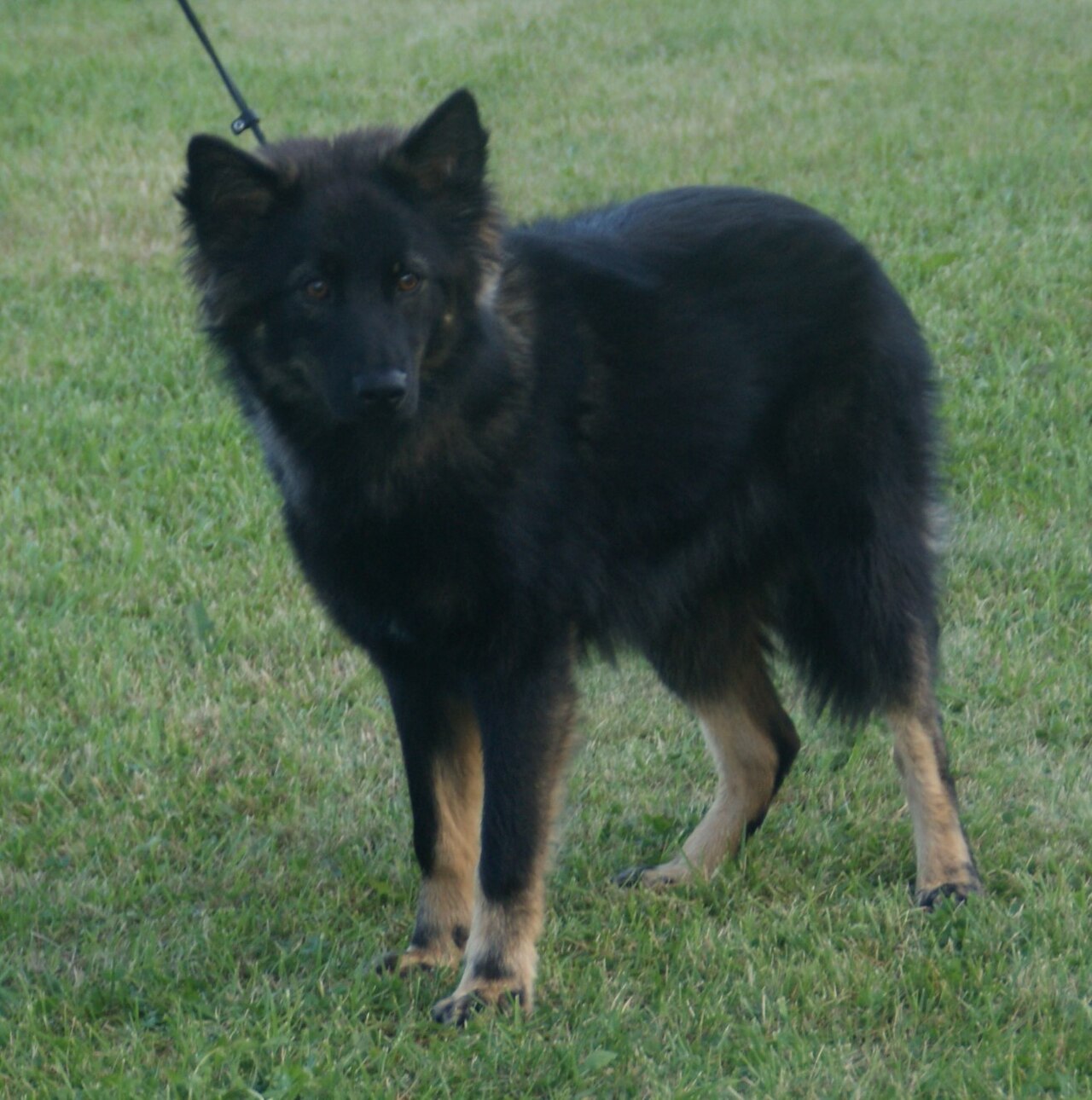 Berger finnois de Laponie