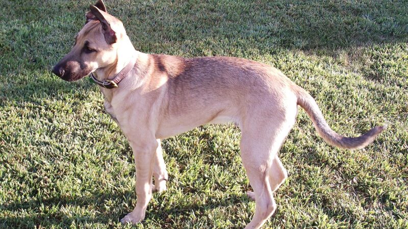Berger Kangal