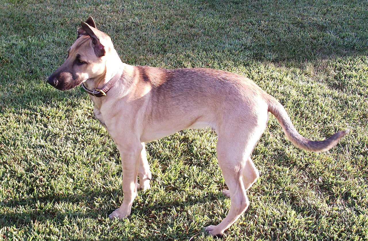 Berger Kangal