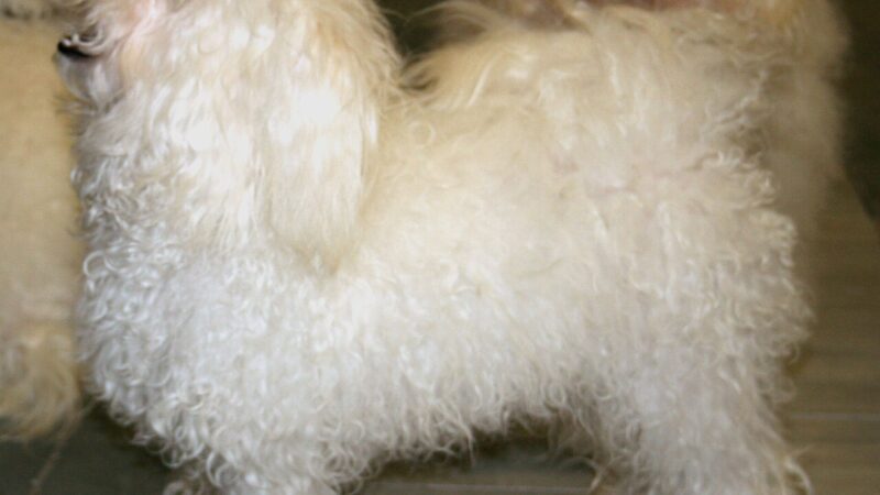 Bichon bolonais