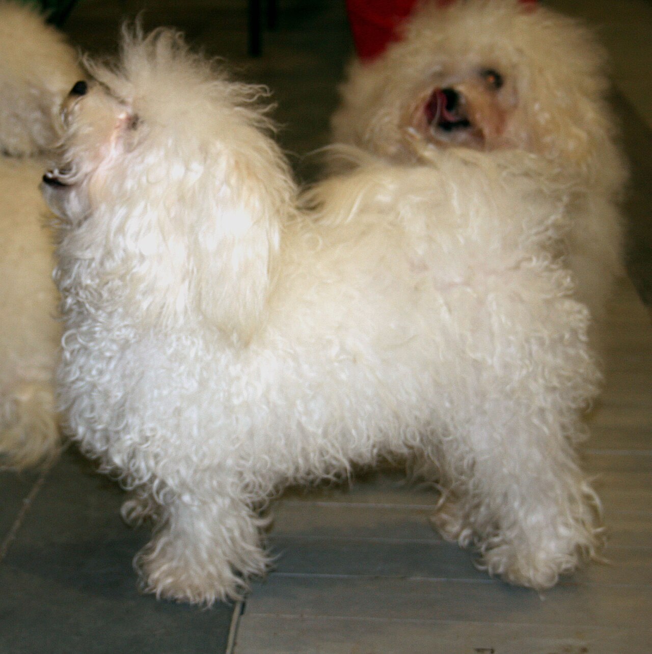 Bichon bolonais