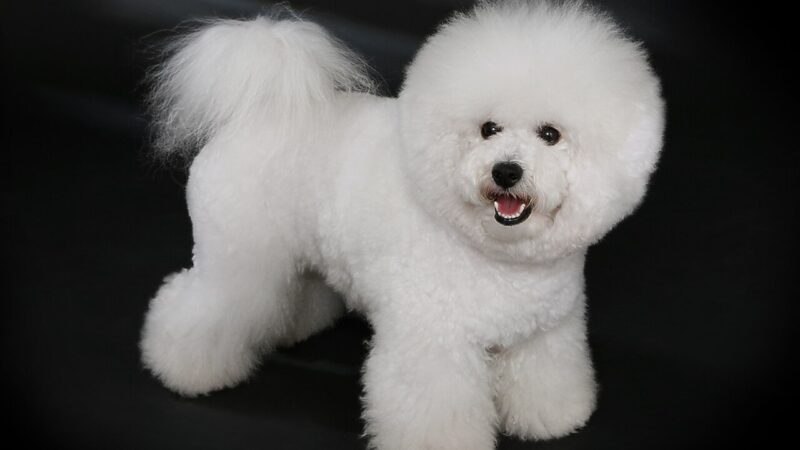 Bichon frisé blanc fraîchement toiletté sur fond sombre