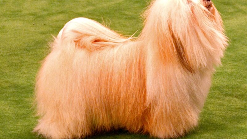 Bichon havanais