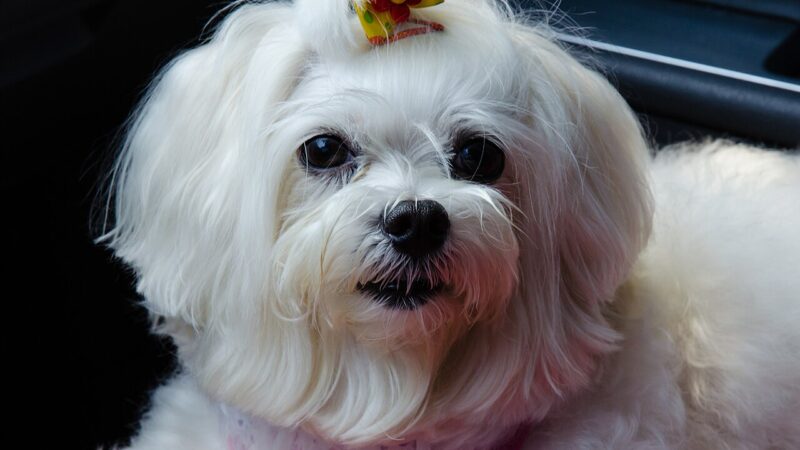 Bichon maltais blanc avec un petit nœud orné dans les cheveux