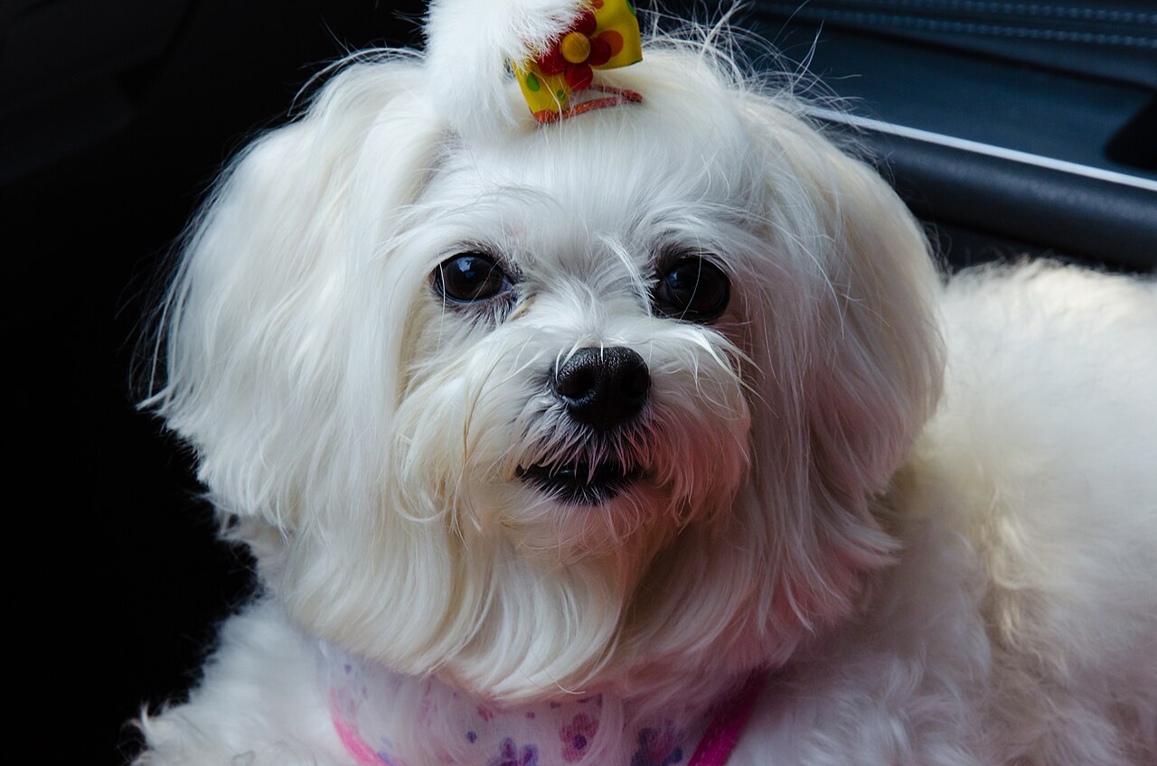 Bichon maltais