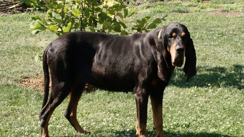 Chien noir et feu pour la chasse au raton laveur (black and tan coonhound)