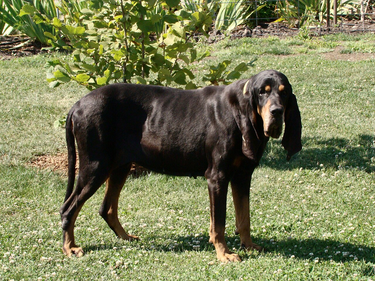 Chien noir et feu pour la chasse au raton laveur (black and tan coonhound)