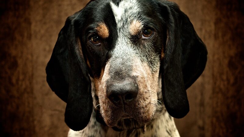 Bluetick coonhound