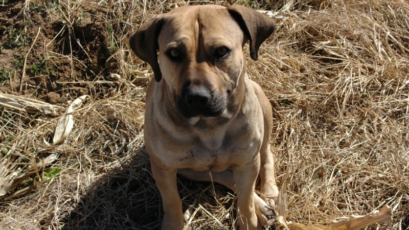 Boerboel