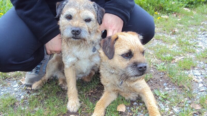 Border Terrier