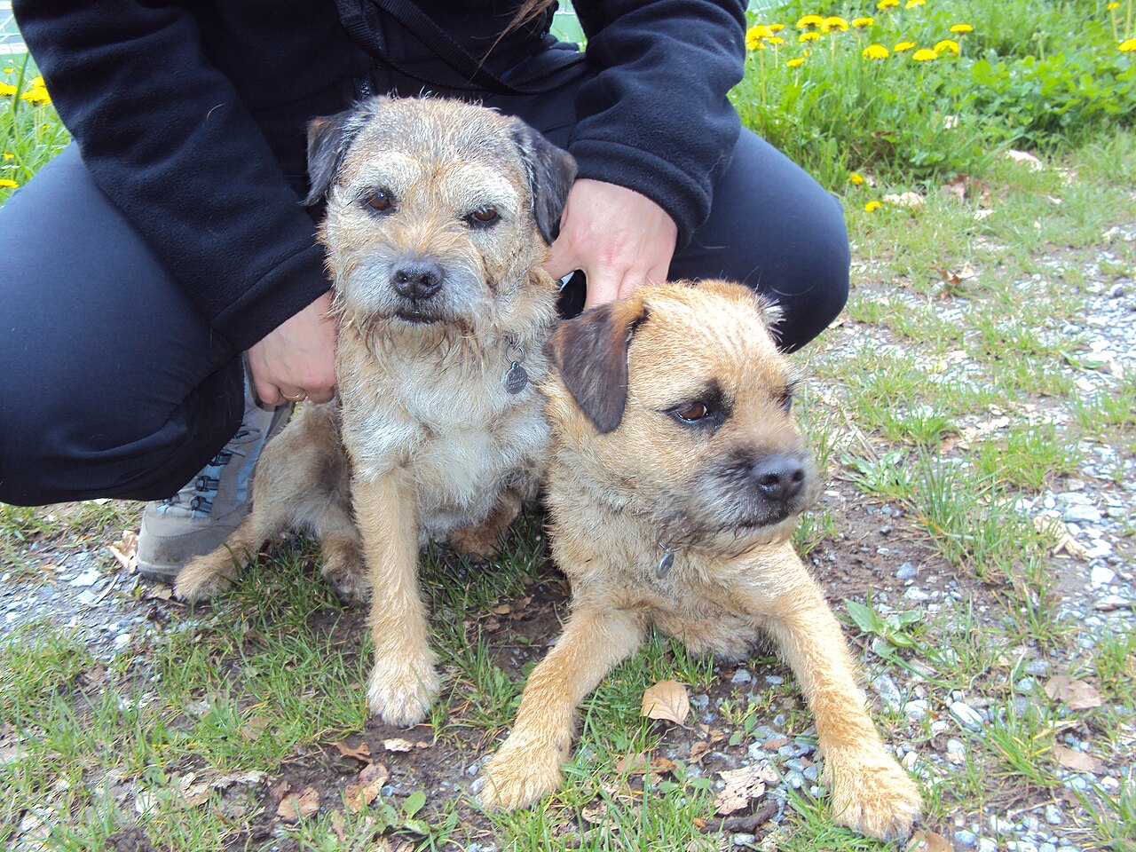 Border Terrier