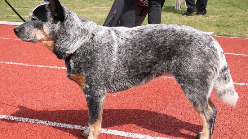 Bouvier australien