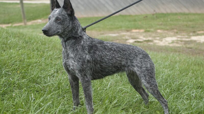 Bouvier australien à courte queue