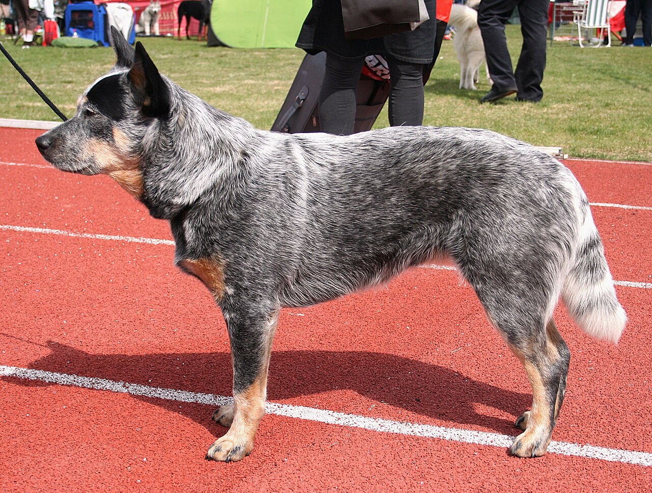 Bouvier australien