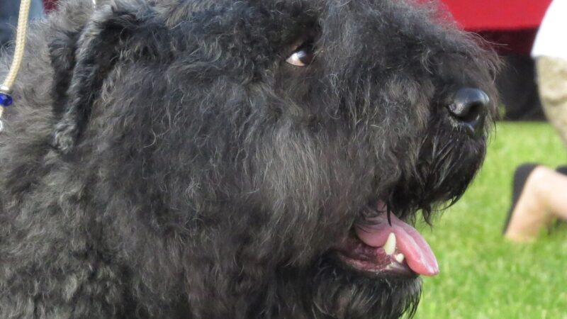 Bouvier des Flandres