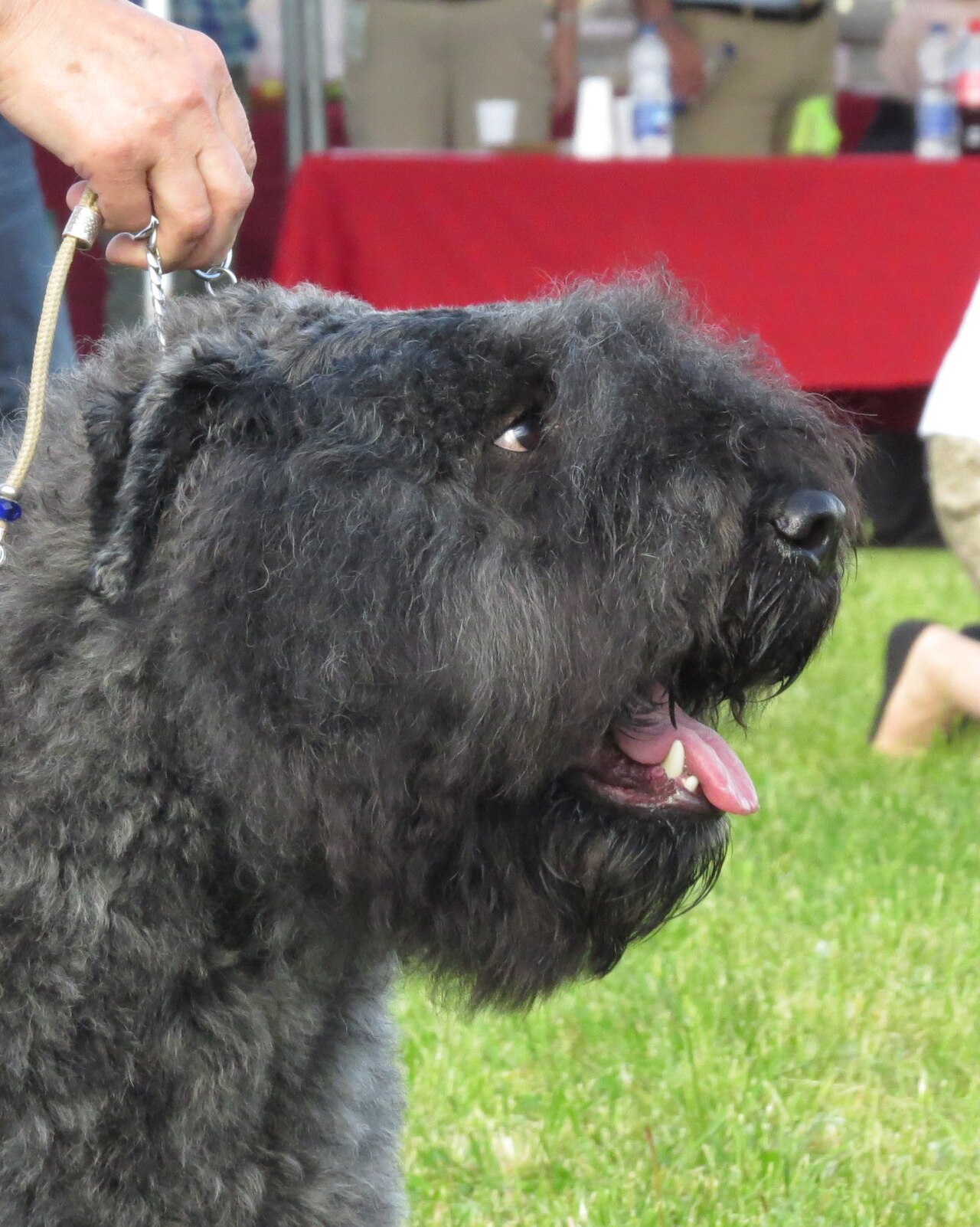 Bouvier des Flandres