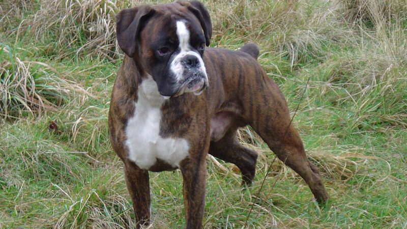 Boxer