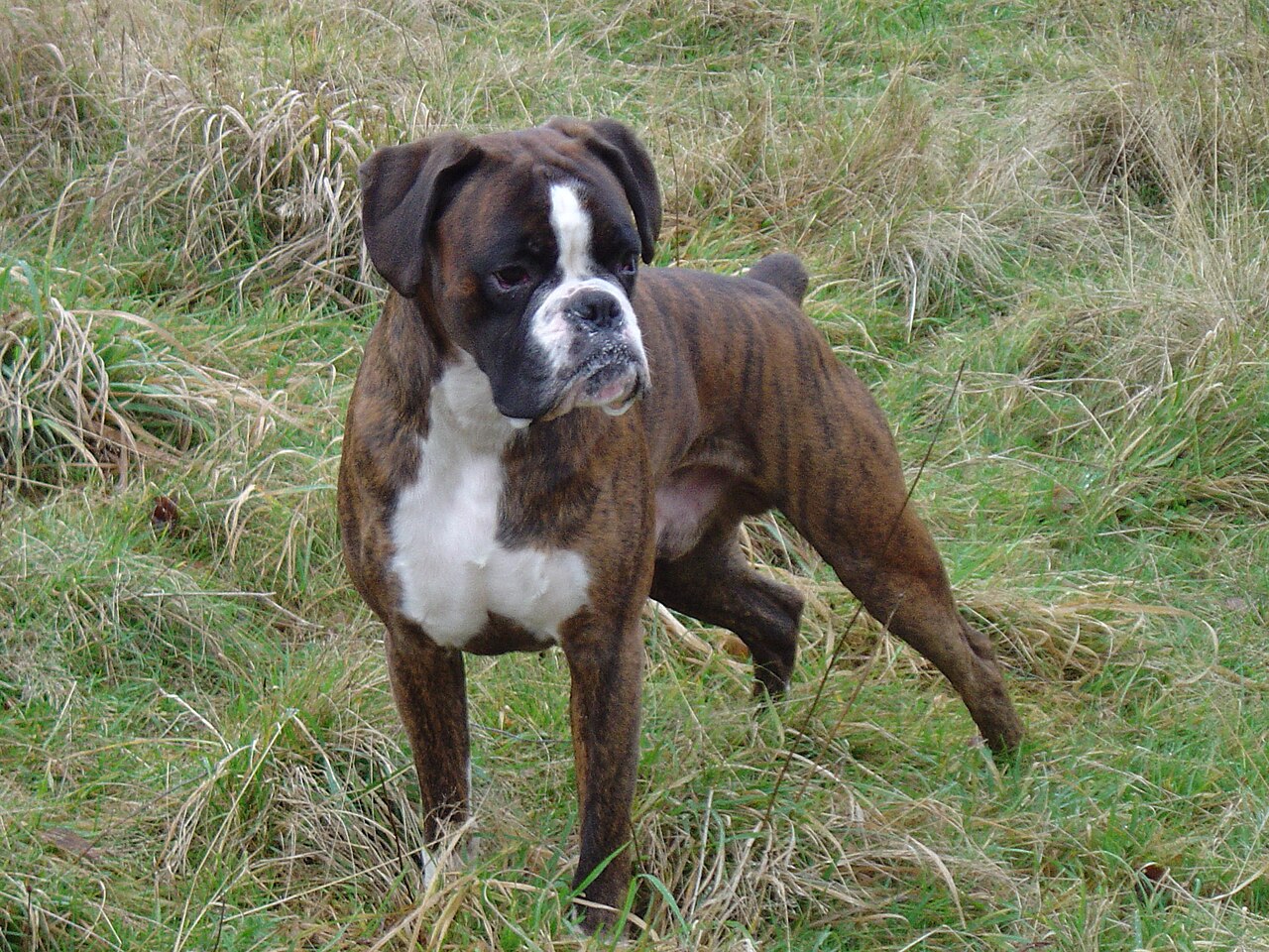 Boxer