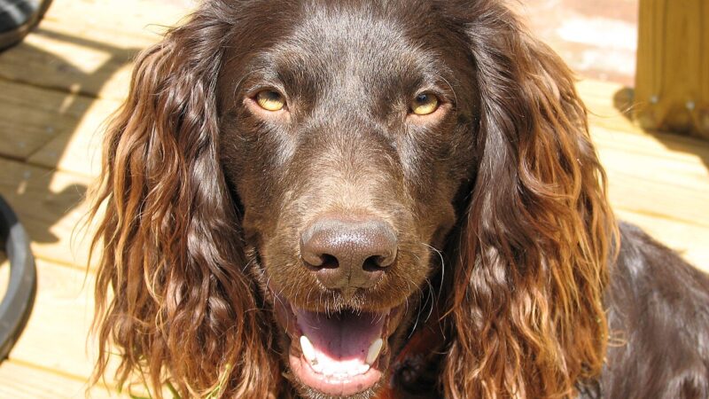 Boykin Spaniel